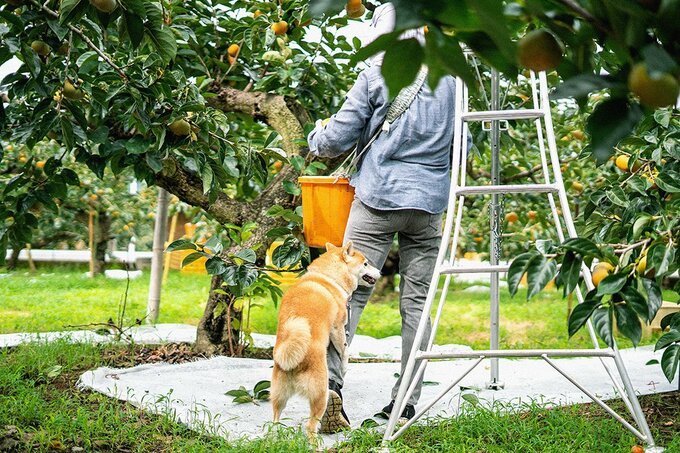 脚立近くにいる人にしがみつく犬