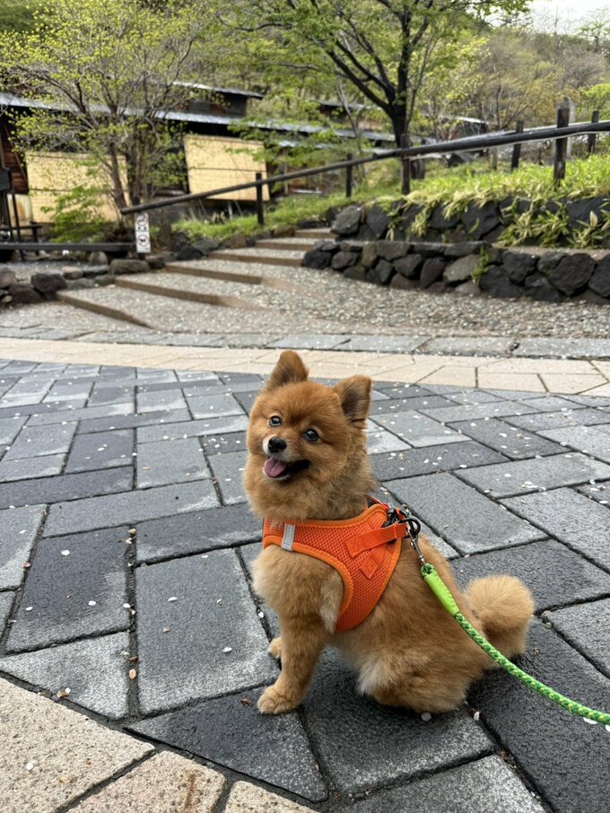 愛犬「まる」