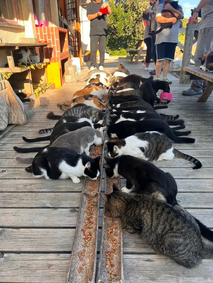 エサを食べる猫たち