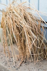 観察しながら野菜を育てる