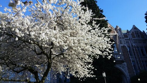 アメリカと日本でこんなに違う「お花見」事情。お酒NGの代わりに楽しんでいるもの