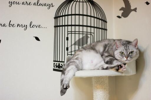 ニトリのウォールステッカー