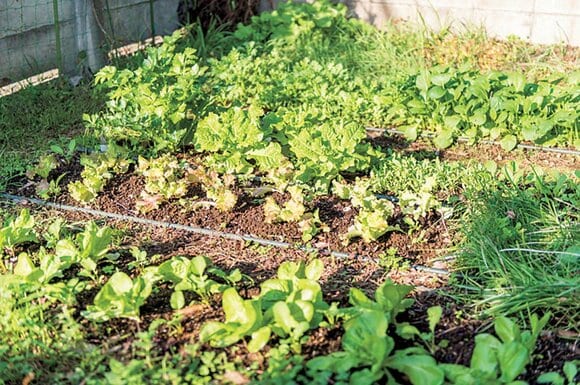 観察しながら野菜を育てる