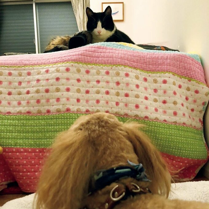 オッポを見つめるクティ