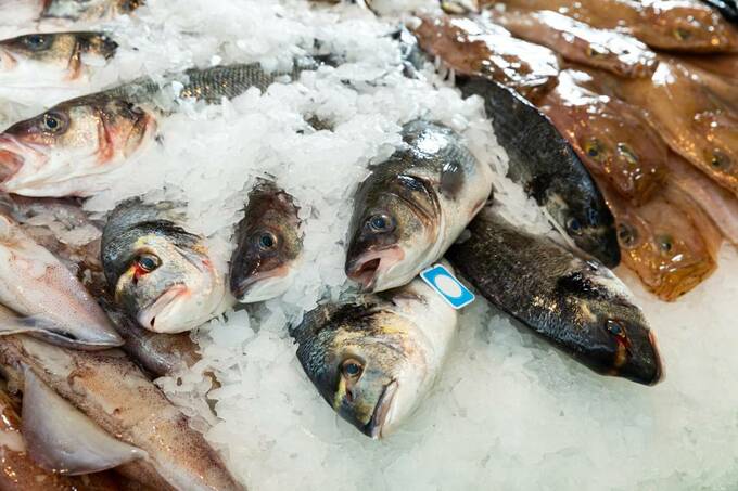 日本の漁獲量が深刻に ウナギは絶滅危惧種 サバやサンマも激減 Esseonline エッセ オンライン