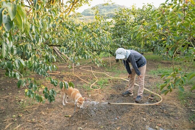 犬をとりまくひと