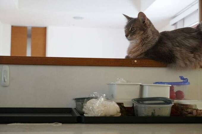 キッチンに猫