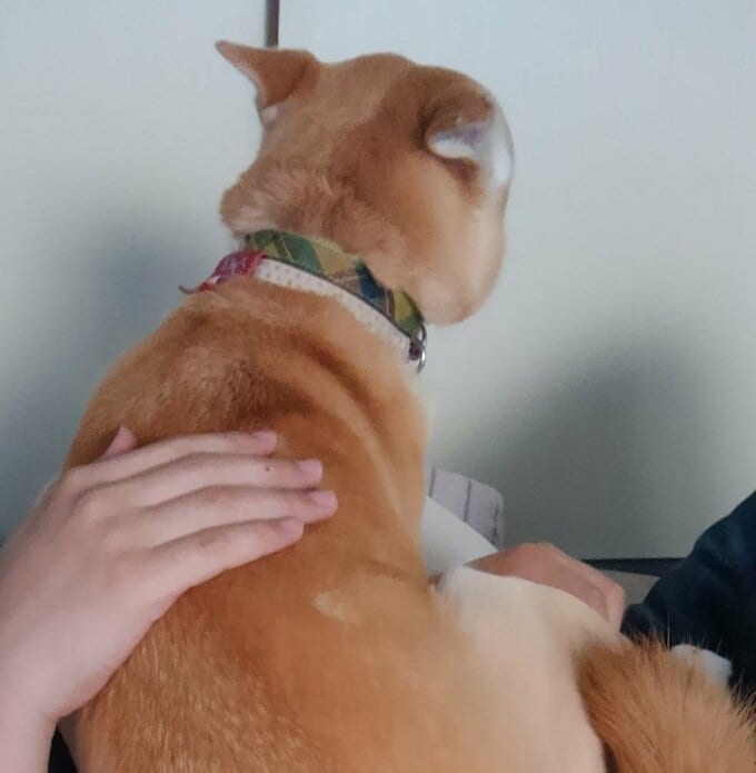 約10年前のふうちゃん