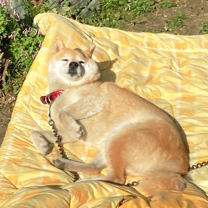 これは棒くわえてないけどいい感じのもちもちだから