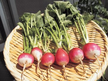 【春のベランダ菜園】40日で収穫！初心者にうってつけの「ラディッシュ」