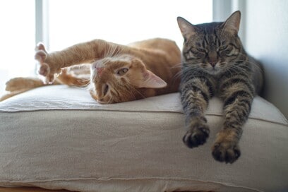 遊び場とインテリアが一体化！姉妹ネコ2匹が仲良く暮らせる家のヒミツは…