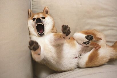 柴犬だいふくが毎日1万のいいねを集めるワケは？飼い主が教える愛犬をかわいく撮るコツ