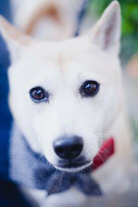 ＜保護犬マンガ＞わんこの「袖口かみかみ」への対抗策！