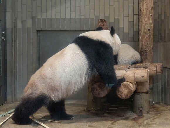 シャンシャンのもとへ向かうシンシン