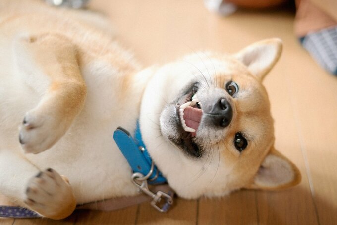 寝転ぶ犬