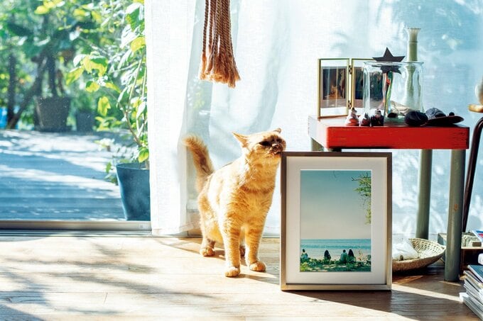 フォトフレームと猫