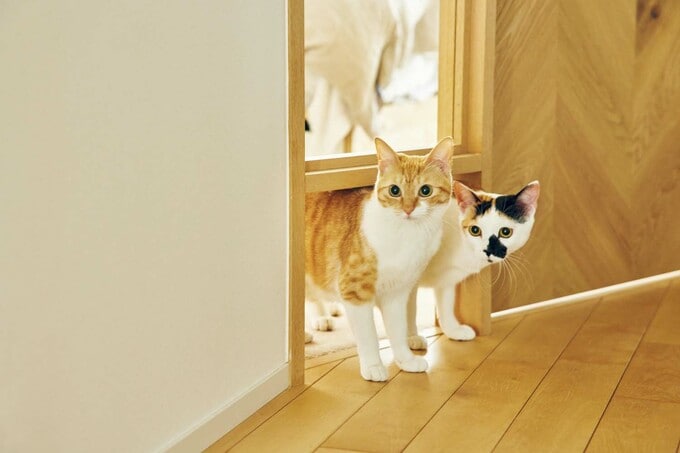 ネコ2匹が同時に通り抜けられる