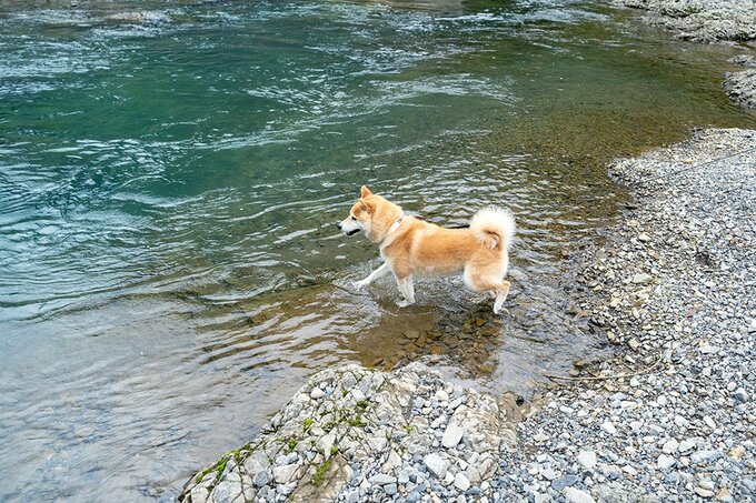 川に入る犬
