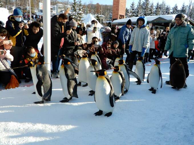 ペンギンたちの行進と観客
