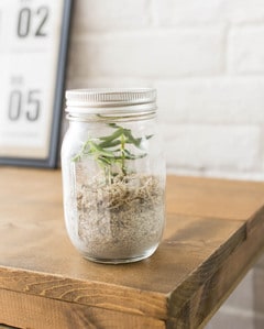 あきビンを植木鉢代わりにする