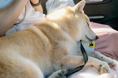 犬も躍動させる、淡路島での目映い時間が教えてくれたこと＜inubot回覧板＞