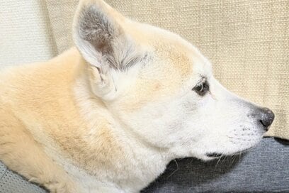 保護犬と暮らして約10年。シニア犬との「分離不安」の向き合いで訪れたある変化
