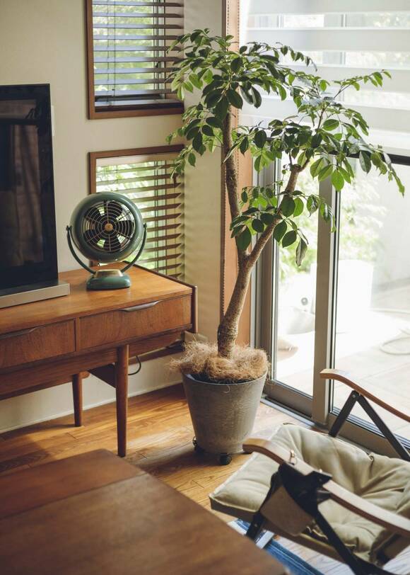 窓の近くに植物