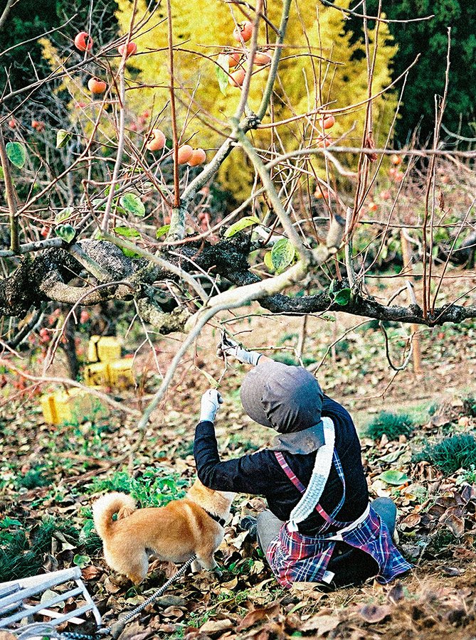 犬の存在はありがたい