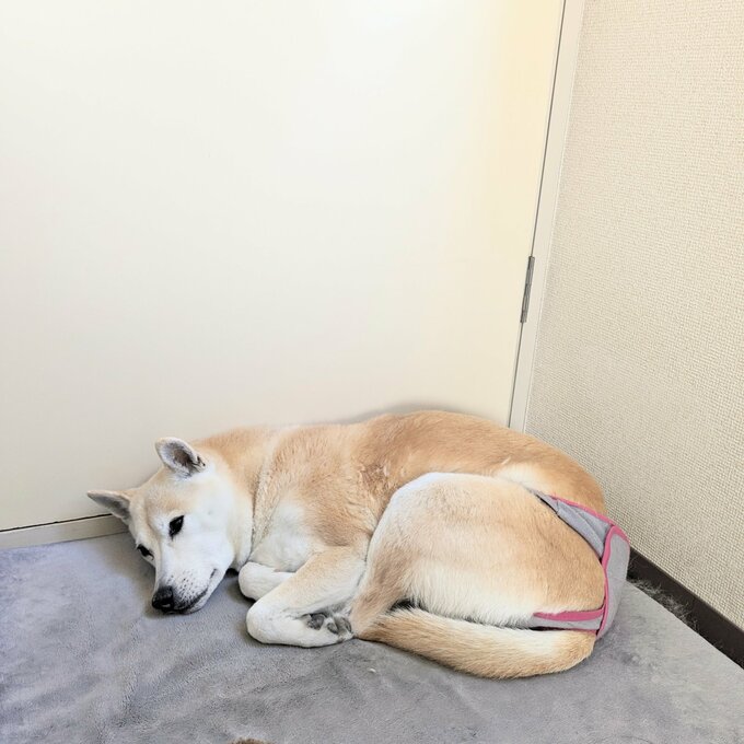 丸まっている犬