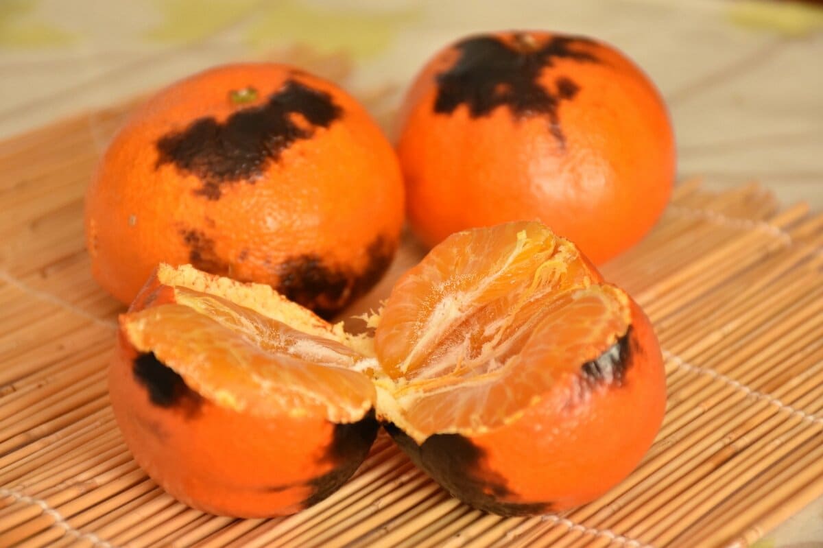 みかん農家の娘が教える「新しいみかんの食べ方」。焼くと意外なおいし