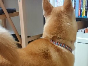 これが噂の「もふ毛」