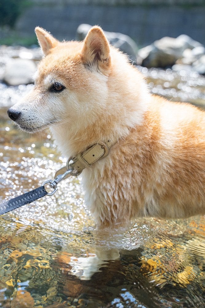 前脚が水に入っている犬