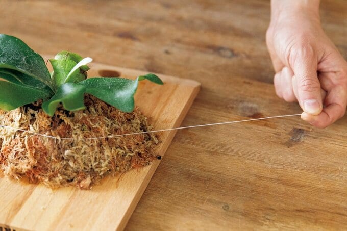 ビカクシダの根の巻き始め