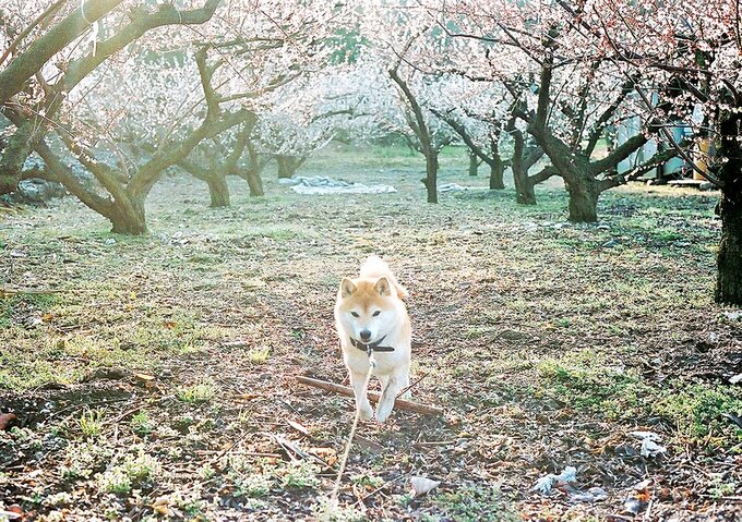 こちらに向かって走る犬