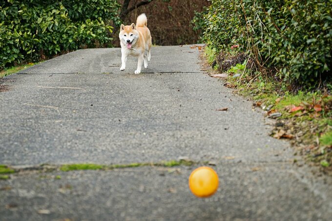 ミカンを見る犬