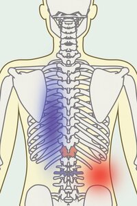 直腸をしっかり刺激する