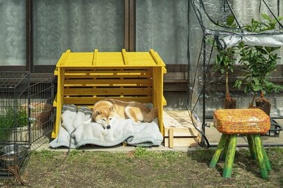 DIYで犬小屋づくり。犬の定位置がまた増えたね＜inubot回覧板＞