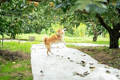 犬は光が似合い、うちの柿はおいしい。断言できる2つのこと＜inubot回覧板＞