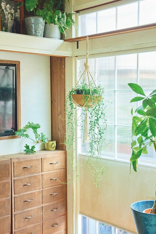 リビングにつるしたグリーン