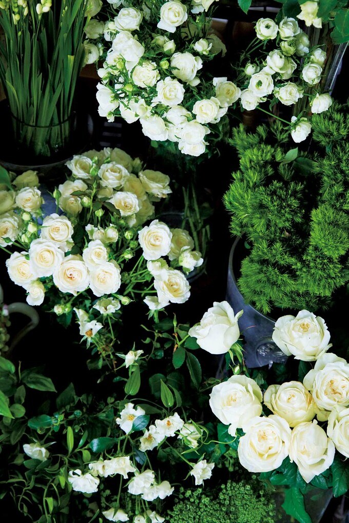 白いバラは「オードリー」