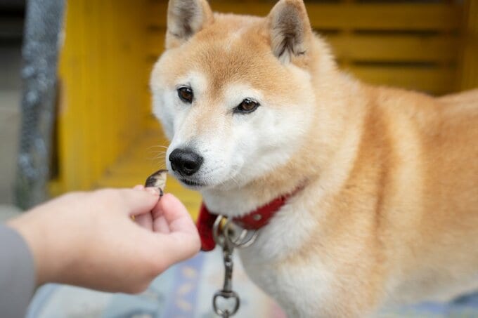 シイタケにそっぽをむく犬