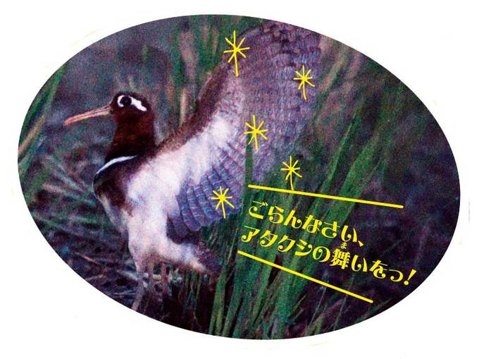 タマシギのメスの求愛ダンス