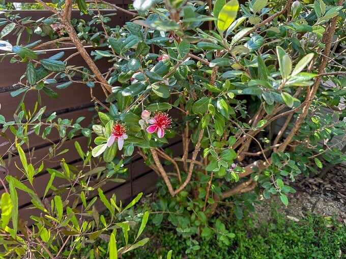 フェイジョアの花