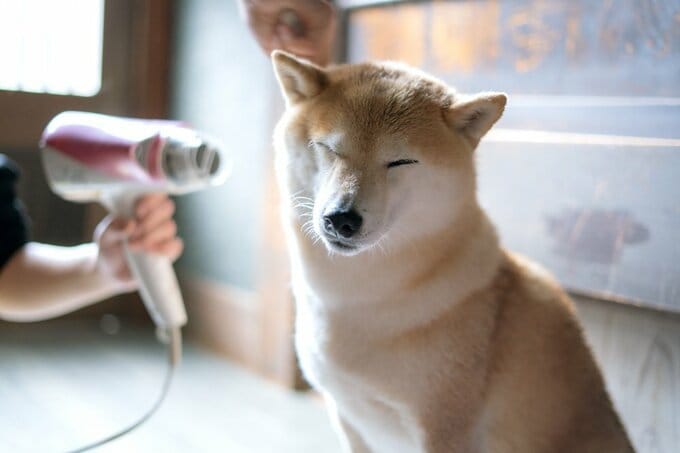 ブラッシング中の犬