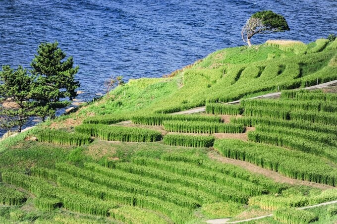 石川県・輪島市 夏の白米千枚田