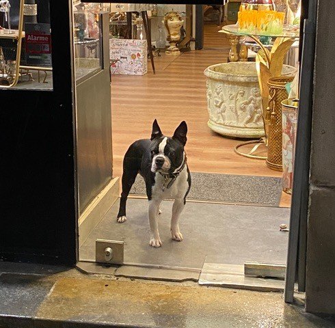 室内の犬の様子