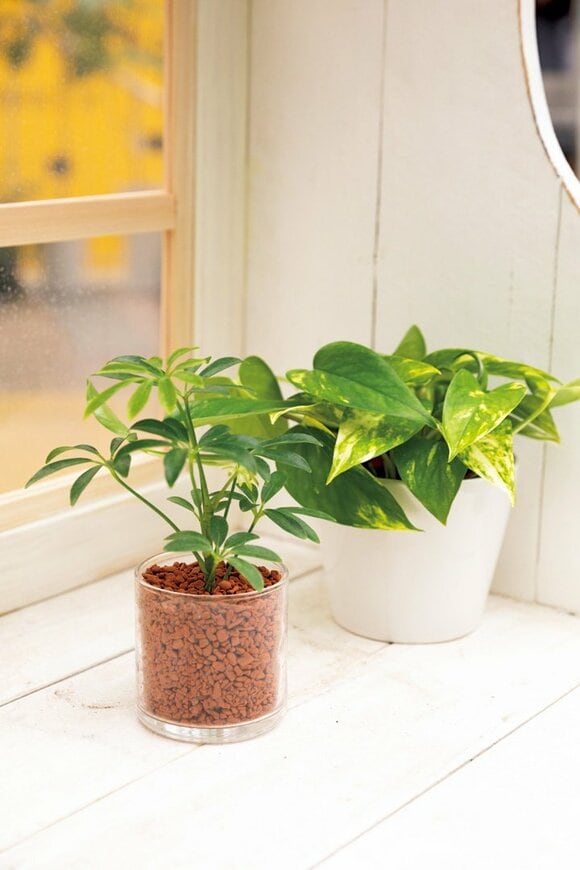 窓の近くに植物