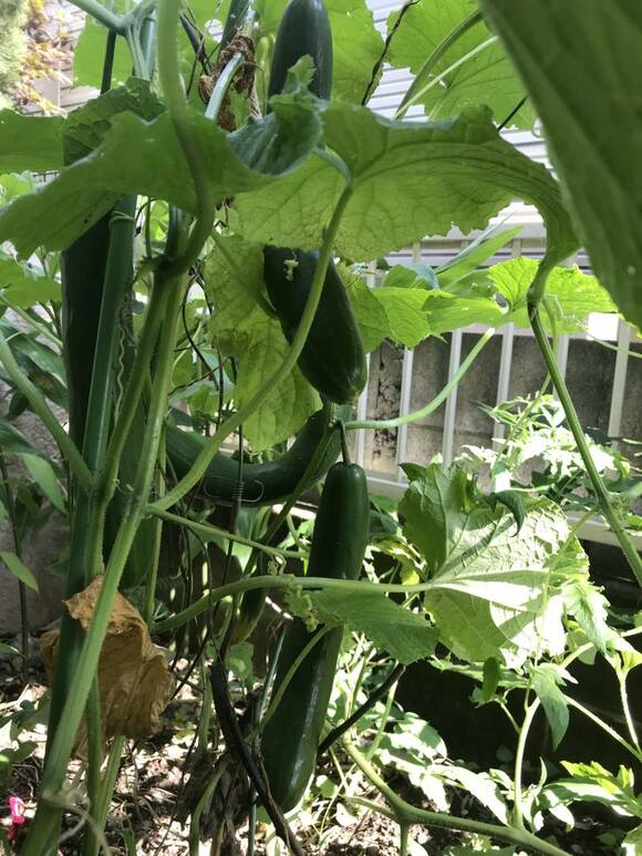 キュウリがなっている様子
