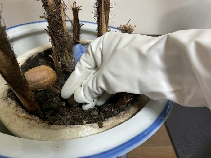 植木鉢を触る様子