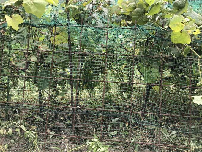 畑のネットの様子